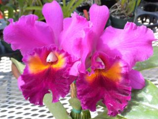 Bin C Nigritian King of Kings x BLC Bryce Canyon New