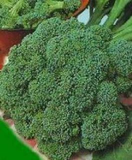 Waltham 29 Broccoli 200 Seeds Great Taste Very Healthy