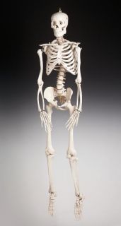 human skeleton bucky skeleton 4th quality 5ft 6in tall