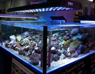    Program LED Light Saltwater live Coral Aquarium Reef Fish Acan Zoo