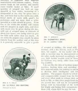 Antique Breed Article w Pics 1907 Brussels Griffon Dogs