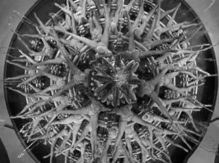 busby berkeley assemblages of swimmers in footlight parade from 1933