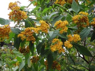   Internet Source RARE Guatemalan Sunflower Bush Squamopappus