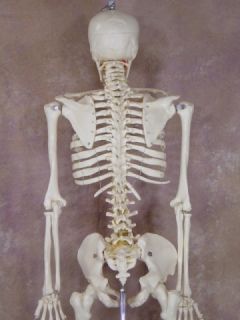 Life Size 1st Qtly Human Bucky Skeleton Educational New