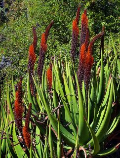   Cactus Seeds Red Cats Tail South African Plants Seeds