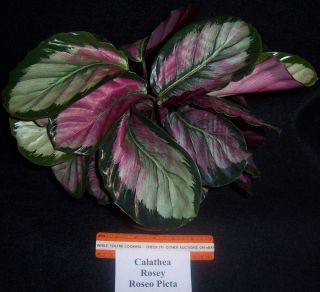 Calathea Rosy Roseo Picta Prayer Plant in 6 inch Pot