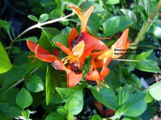 Unusual RARE Tropical Orange Hummingbird Bush Plant