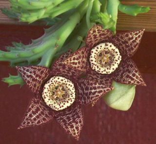 toad cactus starfish plant orbea variegata 5 seeds orbea variegata syn 