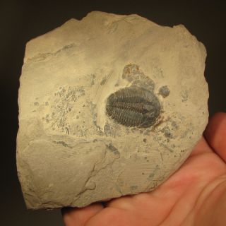 Elrathia Kingi TRILOBITE Fossil   Cambrian Period   Utah