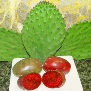 Nopal Cactus Prickly Pear Pad cuttings Plant Anti Inflammmatory 