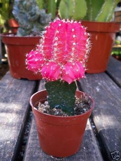  Grafted Red Cactus Plant