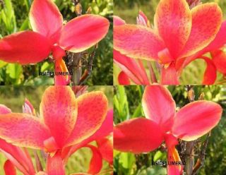 LIVE PLANTS CANNA LILY RED BLOODY YELLOW RIM GREEN LEAF FRESH Free 