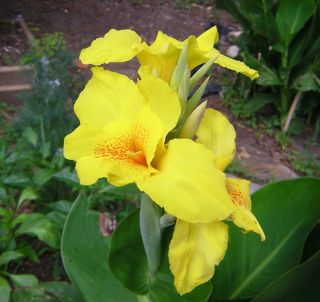 Canna Lily Richard Wallace Yellow Plant Rhizome Bulb