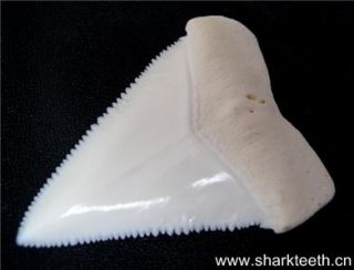 EVERY TOOTH IS Great White Shark (Carcharodon carcharias) tooth .REAL 