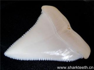 EVERY TOOTH IS Great White Shark (Carcharodon carcharias) tooth .REAL 