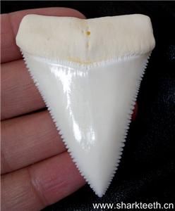 308Modern Great White Shark Tooth Teeth 3