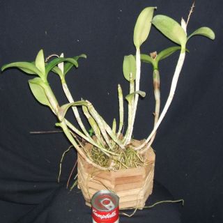 Cattleya aurantiaca Maruja Rare Orchid Plant Species WAXY HUGE PLANT
