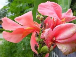 10 Seeds Soft Pink Canna Lily Flower Free Document