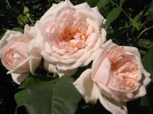 Madame Alfred Carriere Own Root Antique Climbing Rose Plant
