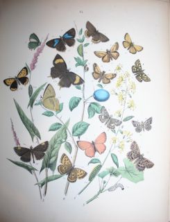1882 European Butterflies Moths 61 Plates Lithographs 