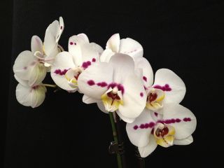 Who Wants to Rescue A Phalaenopsis Phal Orchid in Need of A New Home 