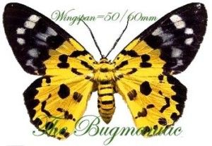 Butterflies Moths Geometridae Dysphania Militaris