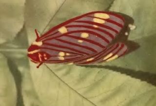 Moths & Butterflies LEPIDOPTERA HETEROCERA Butterfly Moth on CD
