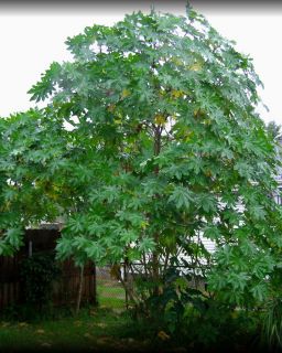 Castor Bean Giant Zanzibar Fast Growing Tropical Shade Tree 20 Seeds 