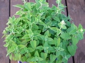 Catnip Herb Seeds Your Cat Will Love You 200 2012 Seeds $1 69 Max 
