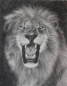 Coalburn Art Pencil Sketch Graphite Lion Big Cat Wildlife Original 