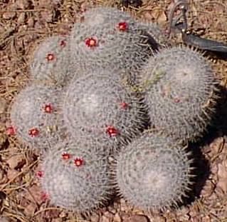 Mammillaria Elegans (LAST LISTING) THEN ONLY SELLING ON WEBSITE