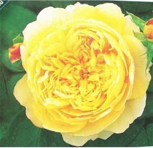 Charles Darwin Rich Yellow Rose 1 Gal Plants Bush Plant Pretty 