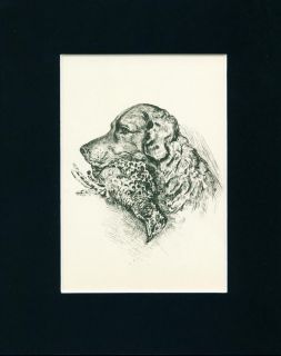 VINTAGE Dog Print 1937 Chesapeake Bay Retriever by Lucy Dawson