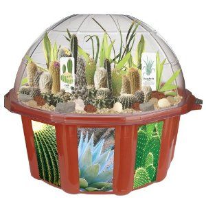 Desert Biodome Terrarium w/ Desert Plants Cacti