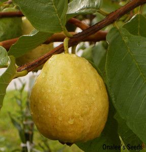   Pear Guava Tropical Fruit Tree Seeds Psidium Guajava Edible