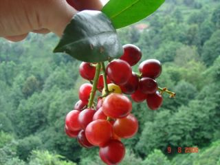 Anatolian Cherry Laurel Tree 10 Fresh Seeds