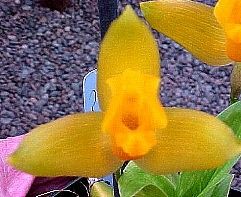 Lycaste Chita Sunset x Chita Melody Orchid Plant Tetraploid 4N