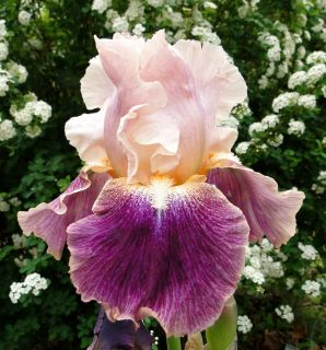 Tall Bearded Magic Number Iris Liminous Glow 06 Perennial Rhizome 