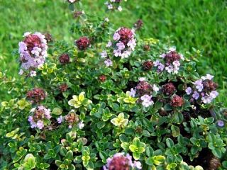 Mosquito Repelling Creeping Thyme Plant   FANTASTIC   4 Pot