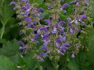 Salvia Sclarea Clary Sage 30 Seed Pack