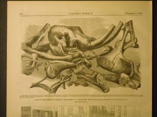 Mastodon Bones Cohoes N Y Engraving and Report 1866
