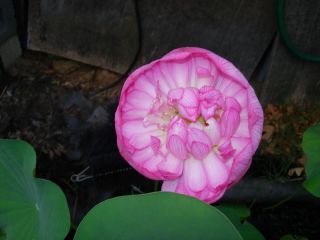 Dwarf double pink water lotus, very hardy, grows 2 to 3 tall