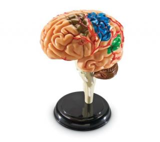 Brain Anatomy Model by Learning Resources —