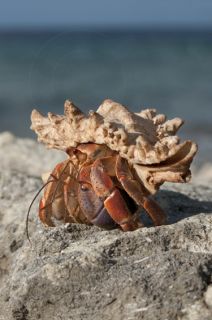  Live Land Hermit Crabs