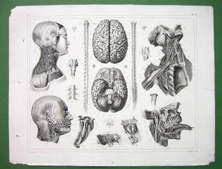 Human Anatomy Brain Head Spine Arteries Antique Print