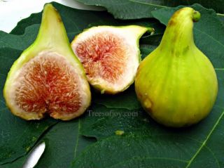 Fig Tree cuttings Brooklyn White BS Two Crops Hardy