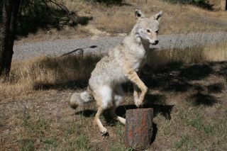  Full Body Coyote Mount Taxidermy