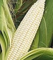 white corn boone county roasting corn sweet 55 seeds