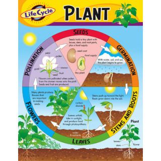 Life Cycle of A Plant Science Trend Poster Chart New