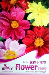 Sack 50 Dahlia Pinnata Seed Colorful Lovely Flower Seeds Magic Price